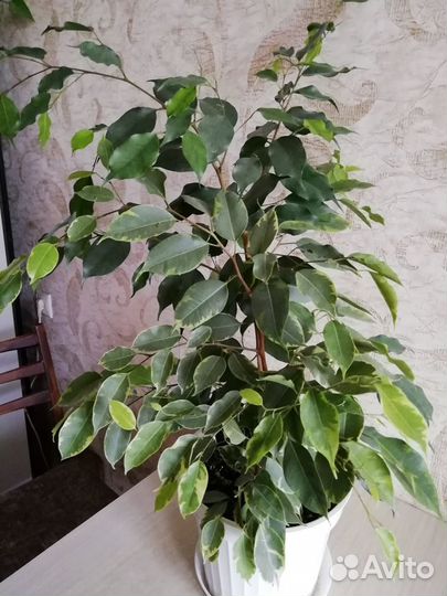 Фикусы Бенджамина