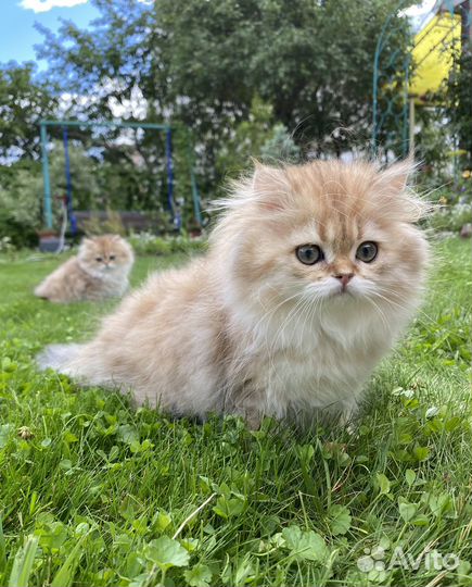 Длинношерстные британские шиншиллы