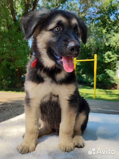 Щенок с сильным характером