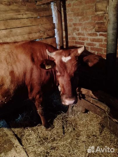 Корова дойная