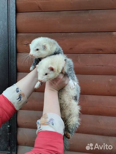 Хорьки. Эксклюзив. Доставка по России