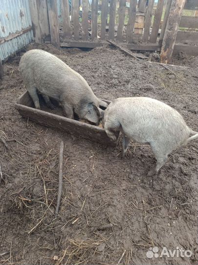 Поросята пуховой мангалицы