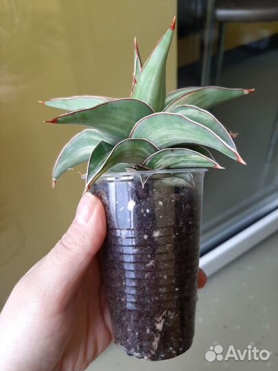 Сансевиерия blue leaf var