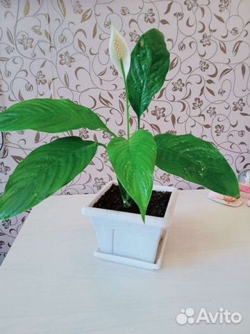 Спатифиллум