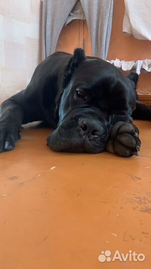 Кобель вязка Кане корсо