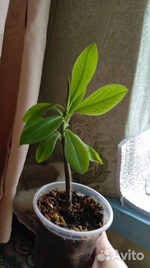 Излишки цветы