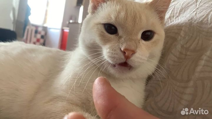 Отдам кота в добрые руки