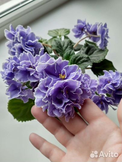 Фиалка - черенки с детками