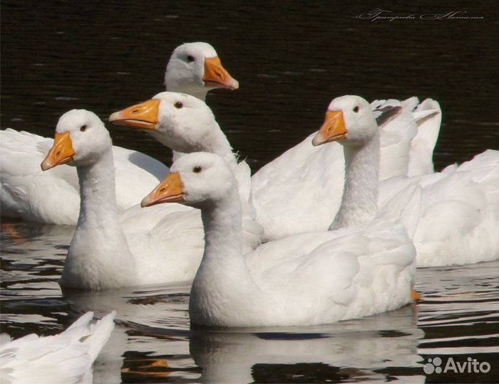 Дикие белые гуси фото