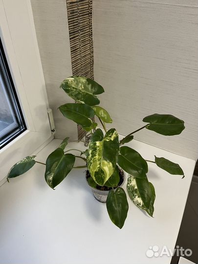 Филодендроны