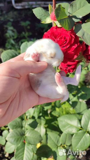 Декоративные карликовые кролики