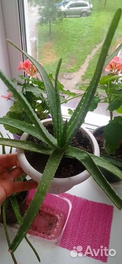 Цветок алоэ вера