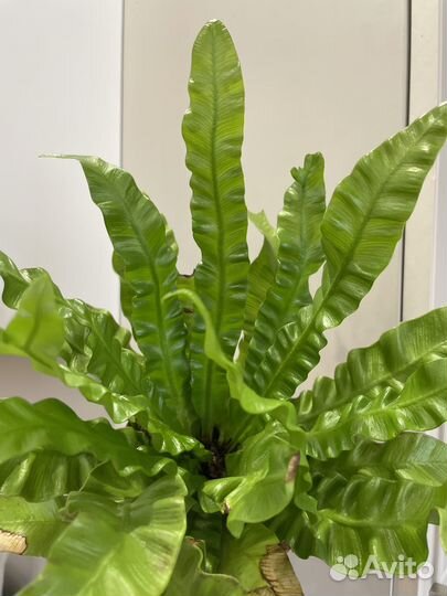 Папоротник асплениум