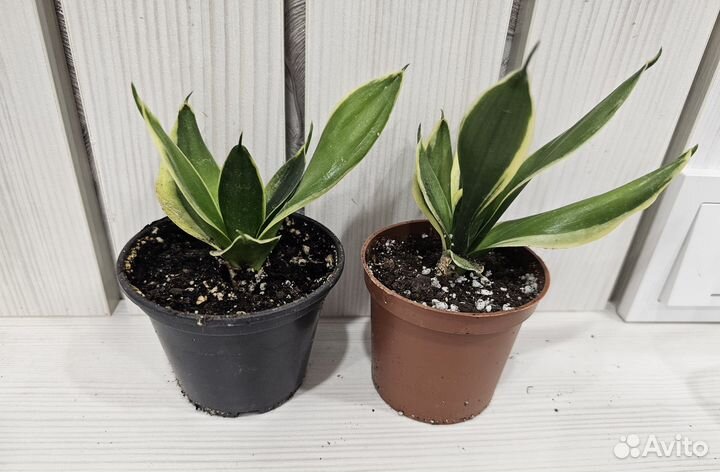 Сансевиерия ханни голд