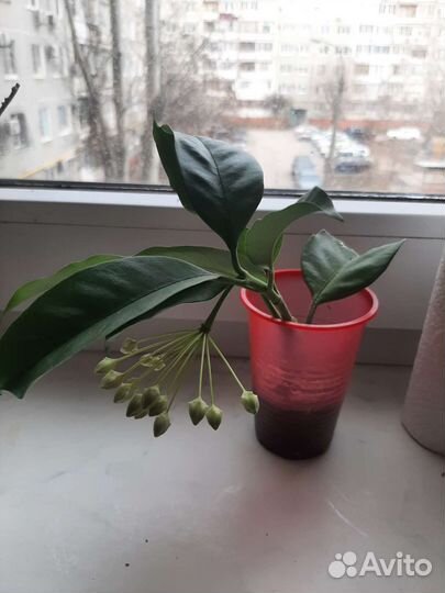 Хойя мультифлора