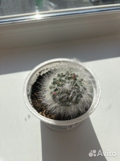 Кактус Маммиллярия Гана/Хана