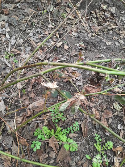 Саженцы ежевики 3-х летки