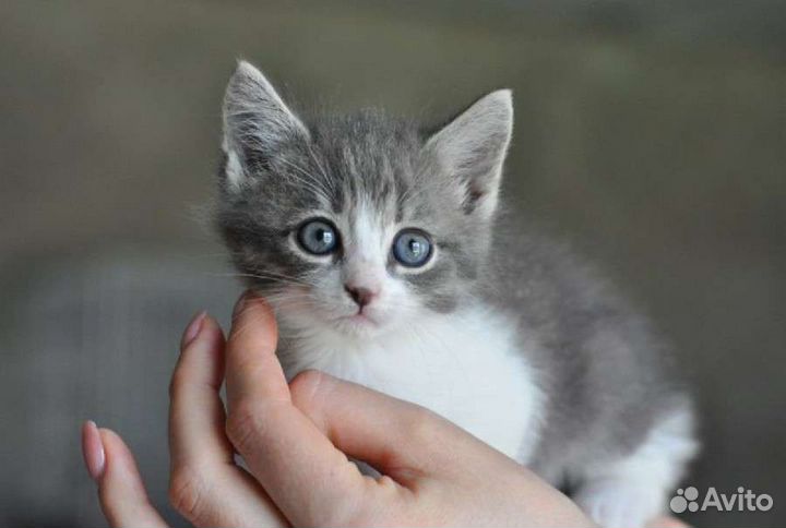 Котёнок, малыши в добрые руки