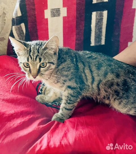 Котёнок мальчишка в добрые руки