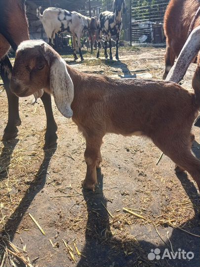 Англо-нубийская коза