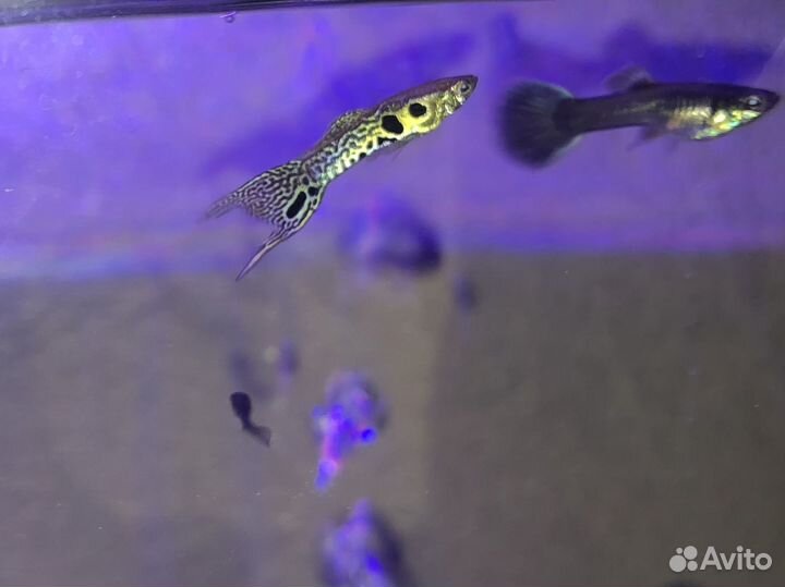 Мальки ассорти: Гуппи Синяя московская, Эндлера