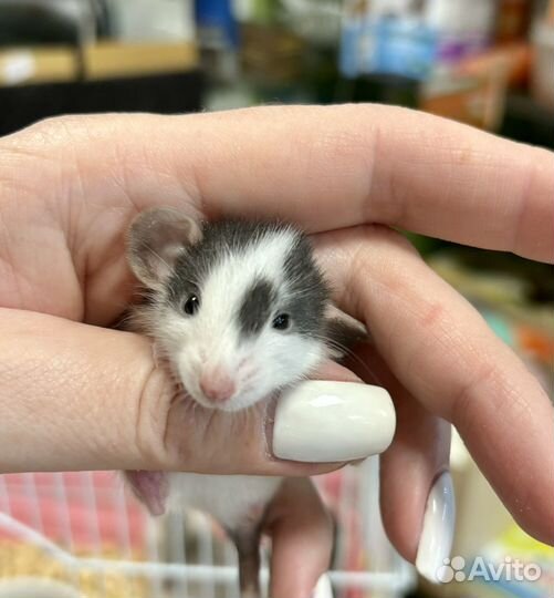 Крыса дамбо крысята