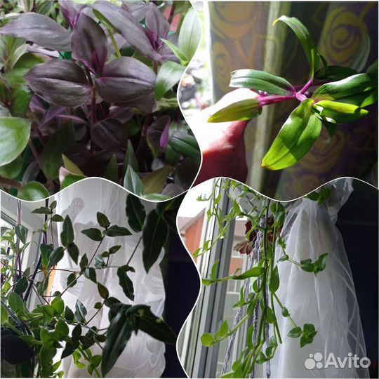 Традесканция 50 сортов