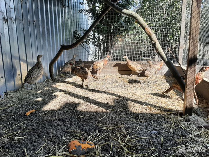 Фазан охотничий