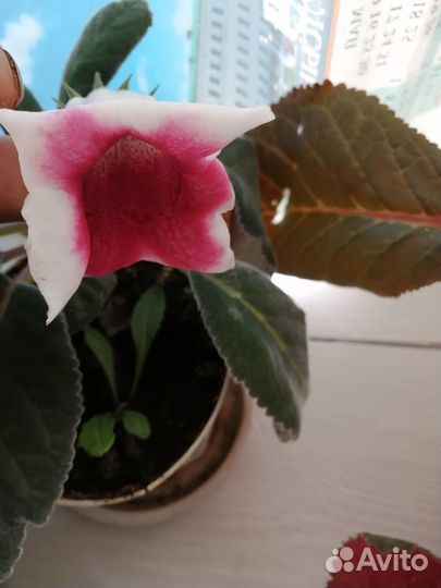 Комнатные цветы