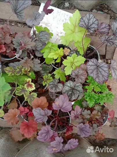 Гейхера большое разнообразие сортов