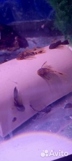 Сомики анциструсы вуалевые 3 колот