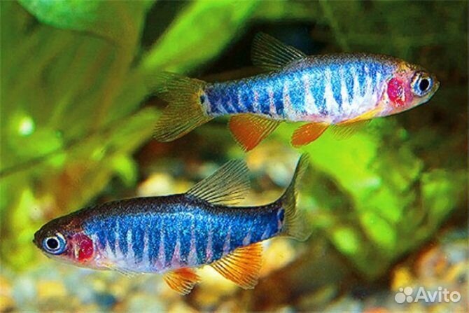 Эритромикрон. Рыбки. Аквариум. Галактика