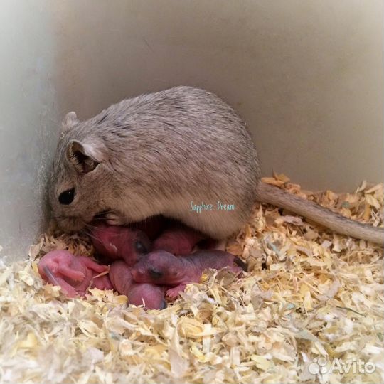 Песчанки монгольские, питомник