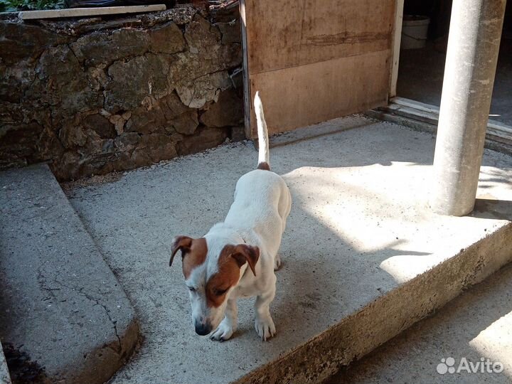 Джек Рассел терьер