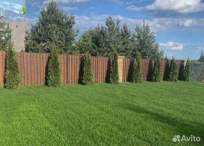 Туя Брабант Смарагд Колумна