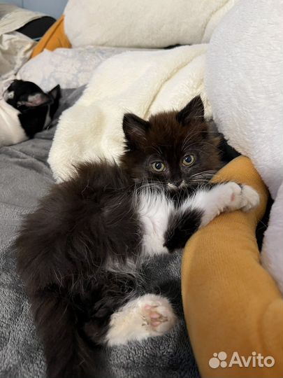 Кошка бесплатно