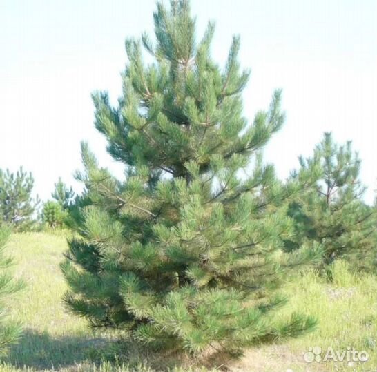Крымская сосна