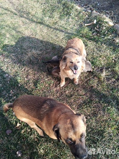 Щенки в добрые руки