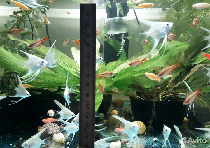 Аквариумные рыбки, улитки