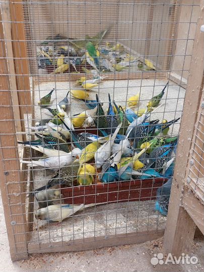 Волнистый попугай