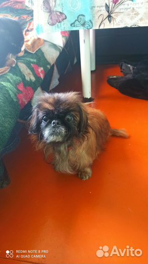 Найдена собака пекинес девочка старая, рыжий окрас