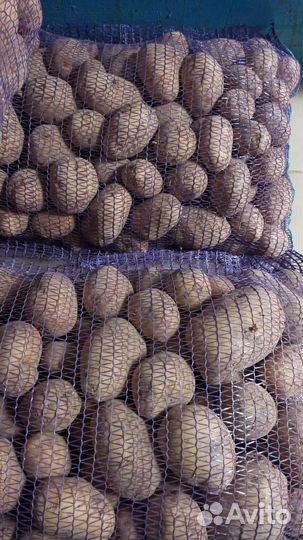 Продам картофель с бесплатной доставкой