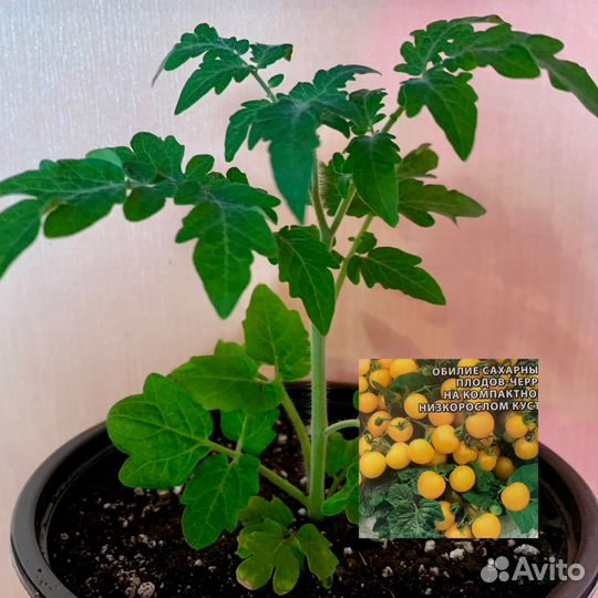 Комнатные,многолетние томаты