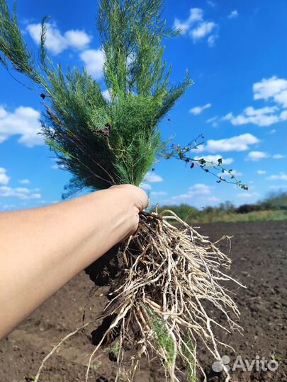Спаржа рассада аспарагус от производителя