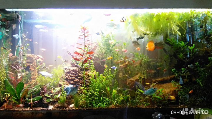 Аквариумы 2 шт фильтры свет и жители, торг