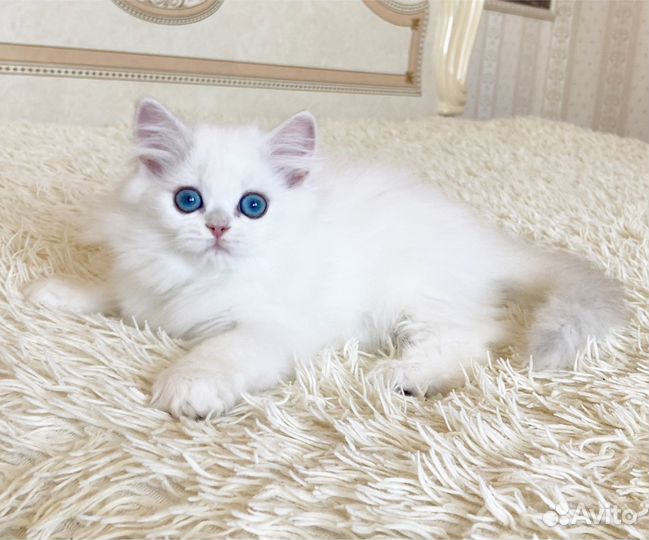 Серебристая шиншилла пойнт