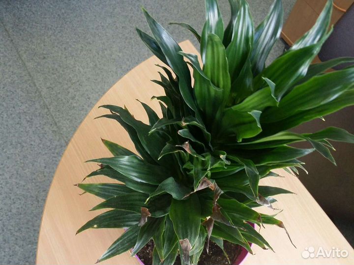 Драцена Компакта