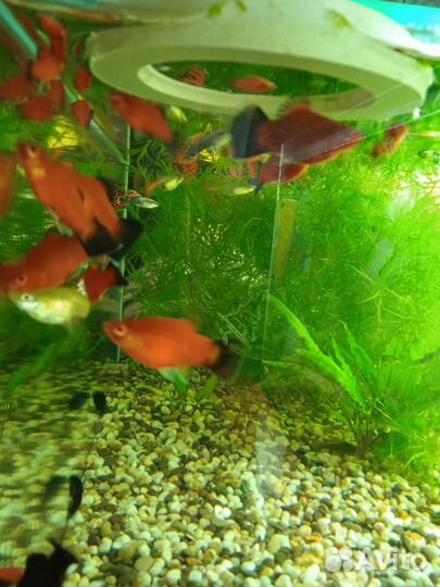 Пецилия, гуппи