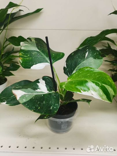 Филодендрон