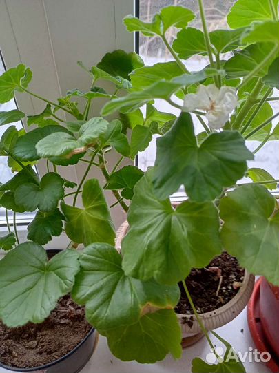 Пеларгония герань